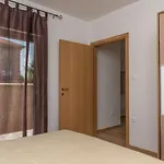 Krzak Nin